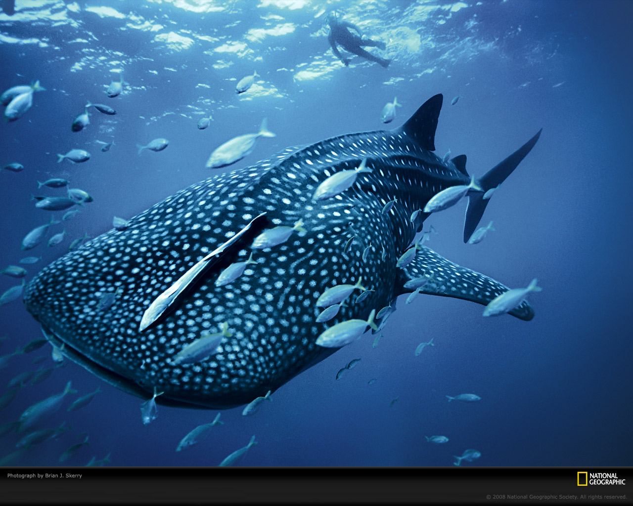 Download HQ Underwater wallpaper / Animals / 1280x1024