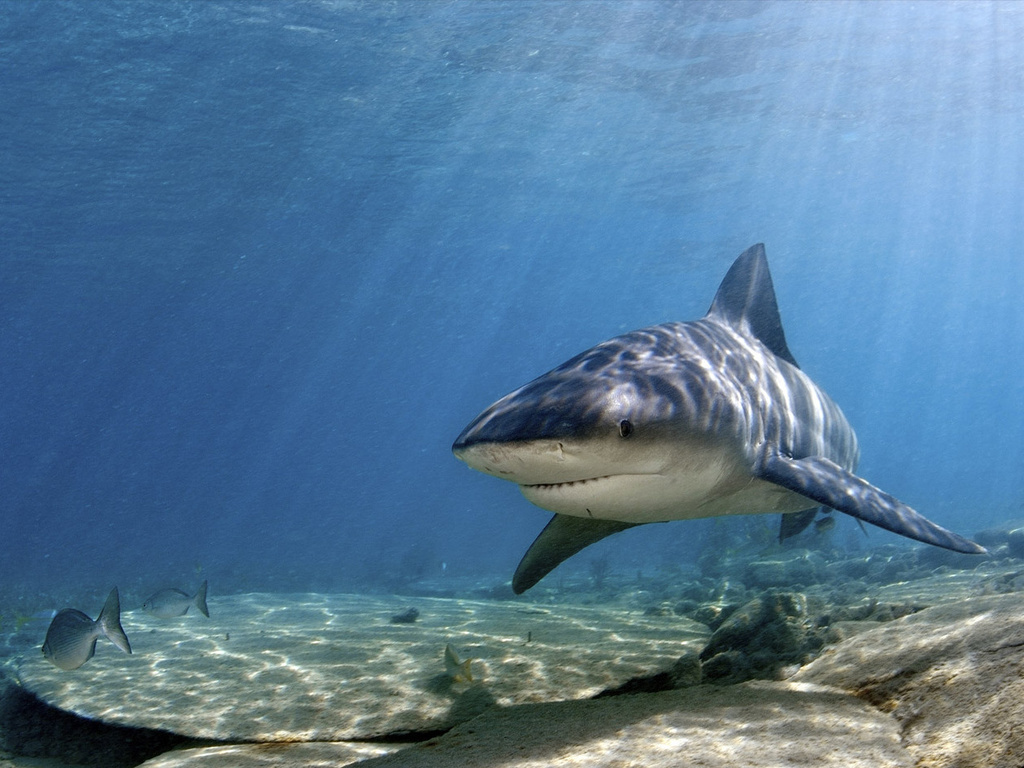 Download Sharks Underwater wallpaper / 1024x768