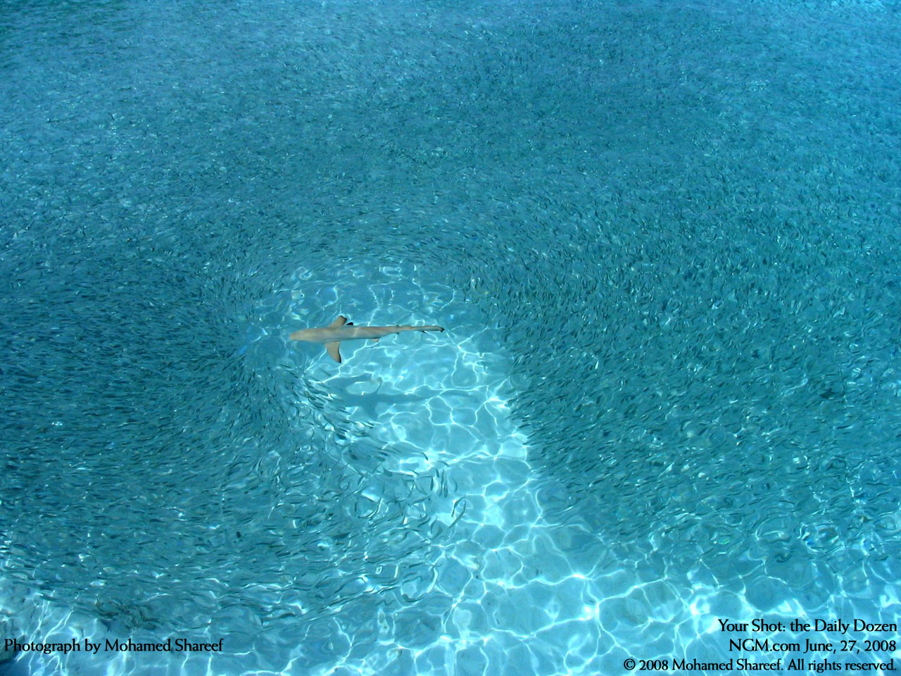 Download full size Underwater wallpaper / Animals / 1280x960