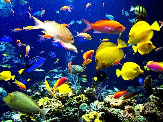 Free Send to Mobile Phone Underwater Animals wallpaper num.131