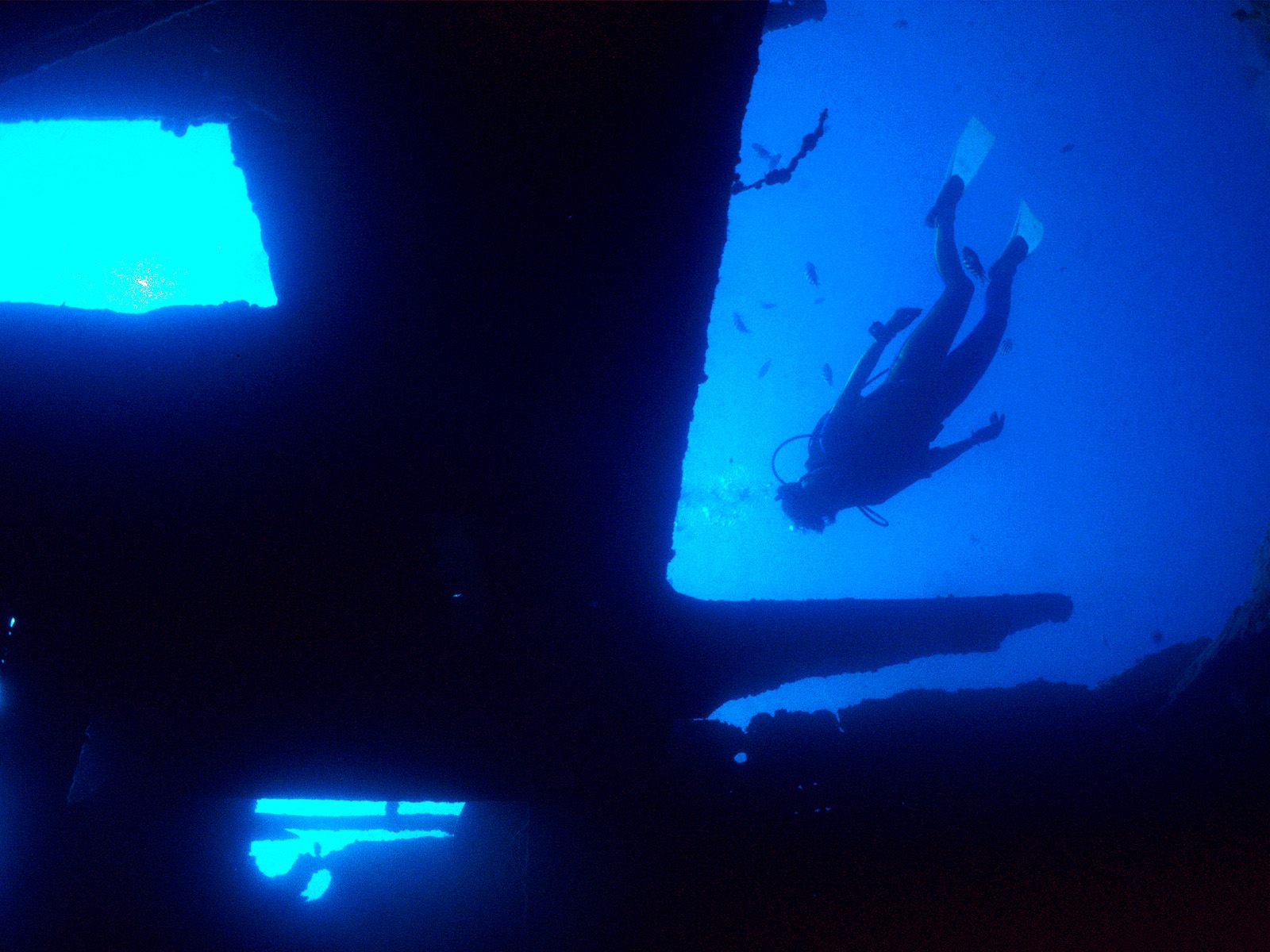 Download HQ Underwater wallpaper / Animals / 1600x1200