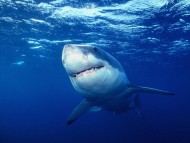 Download Sharks / Underwater