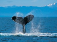 Humpback Whale / Underwater