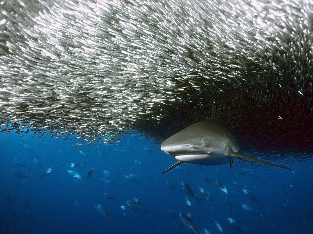 Download Sharks Underwater wallpaper / 1024x768
