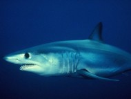 Download Sharks / Underwater