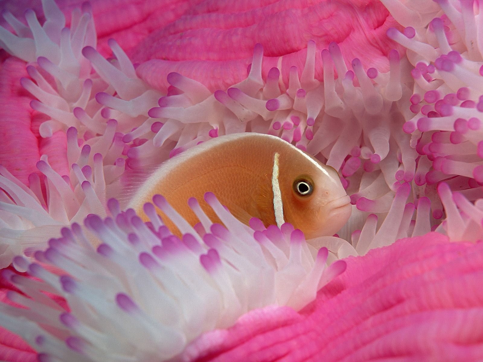 Download full size Underwater wallpaper / Animals / 1600x1200