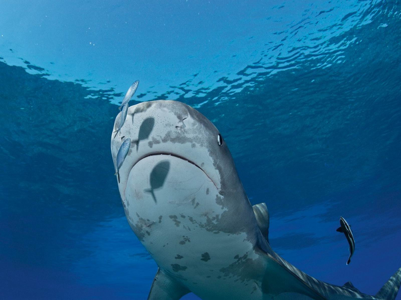 Download HQ Sharks Underwater wallpaper / 1600x1200