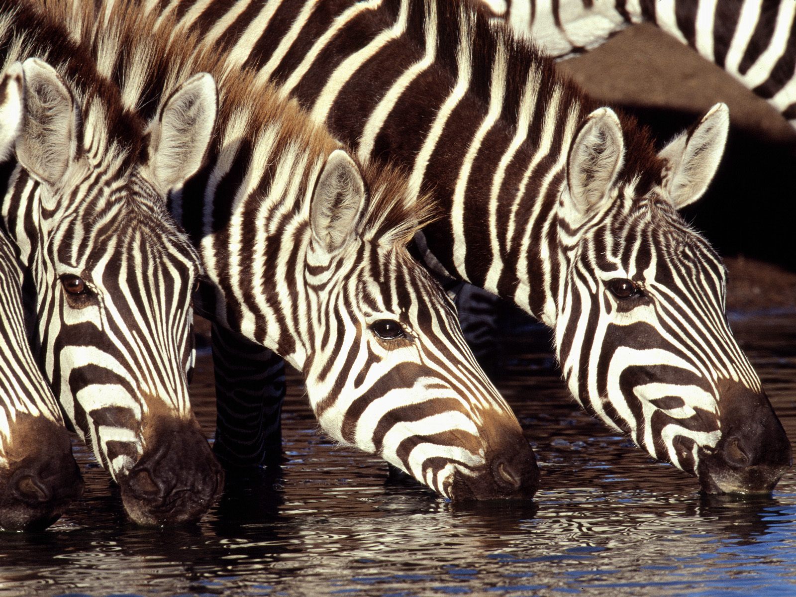 Download full size Zebras wallpaper / Animals / 1600x1200