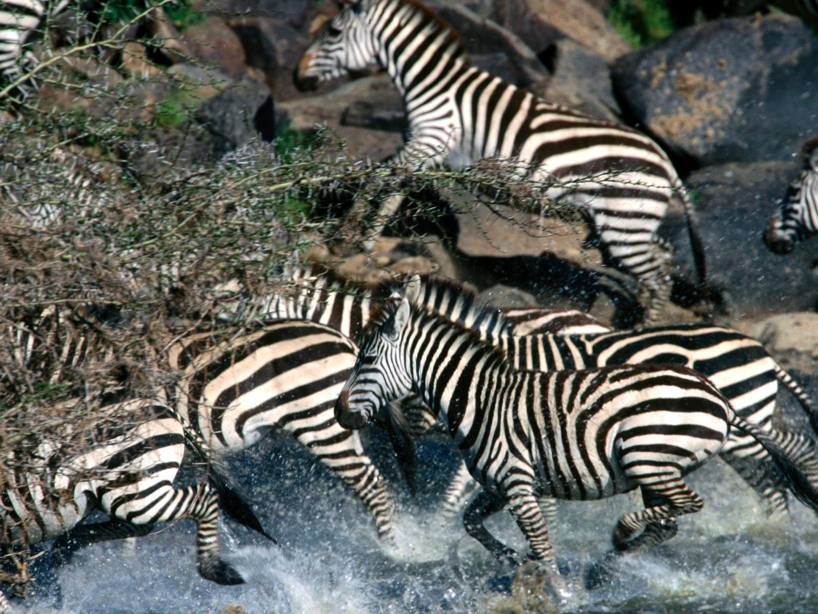Download HQ Zebras wallpaper / Animals / 1600x1200