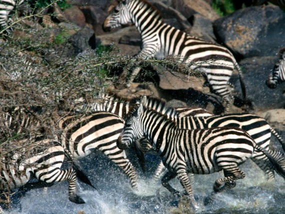 Free Send to Mobile Phone Zebras Animals wallpaper num.5