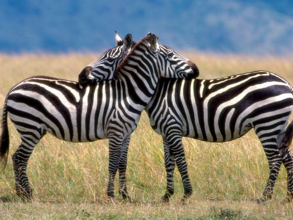 Free Send to Mobile Phone Zebras Animals wallpaper num.8