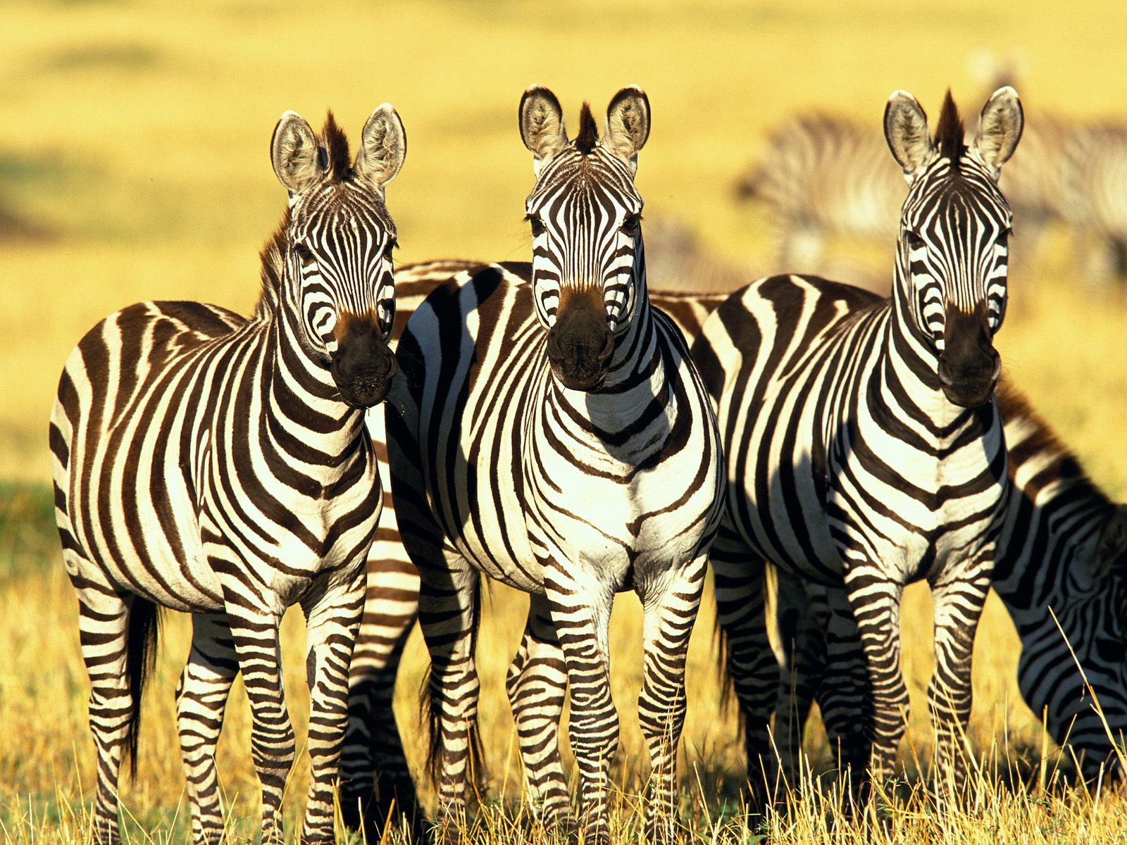 Download full size Zebras wallpaper / Animals / 1600x1200