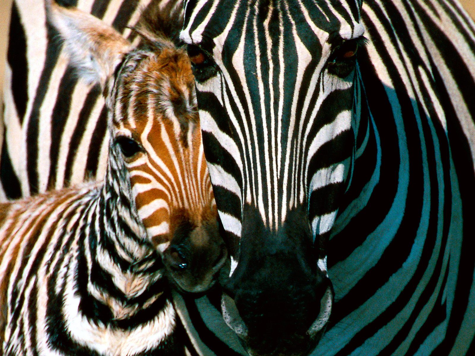 Download HQ Zebras wallpaper / Animals / 1600x1200