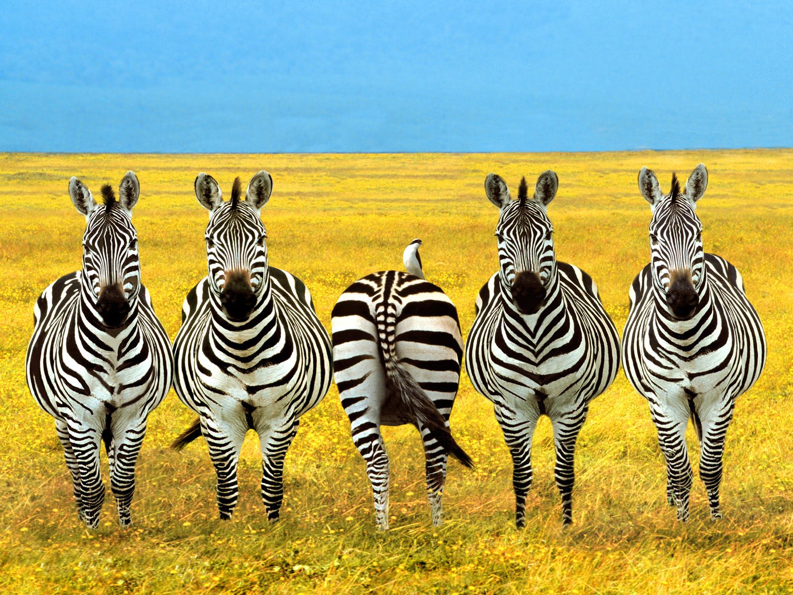 Download High quality Zebras wallpaper / Animals / 1600x1200