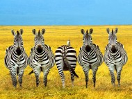 Zebras / Animals