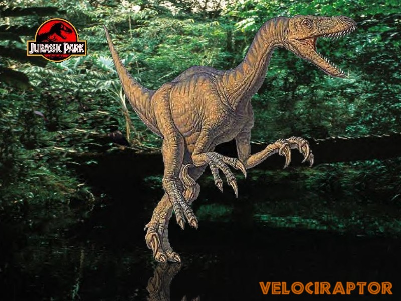 Download Jurassic Park / Movies wallpaper / 800x600