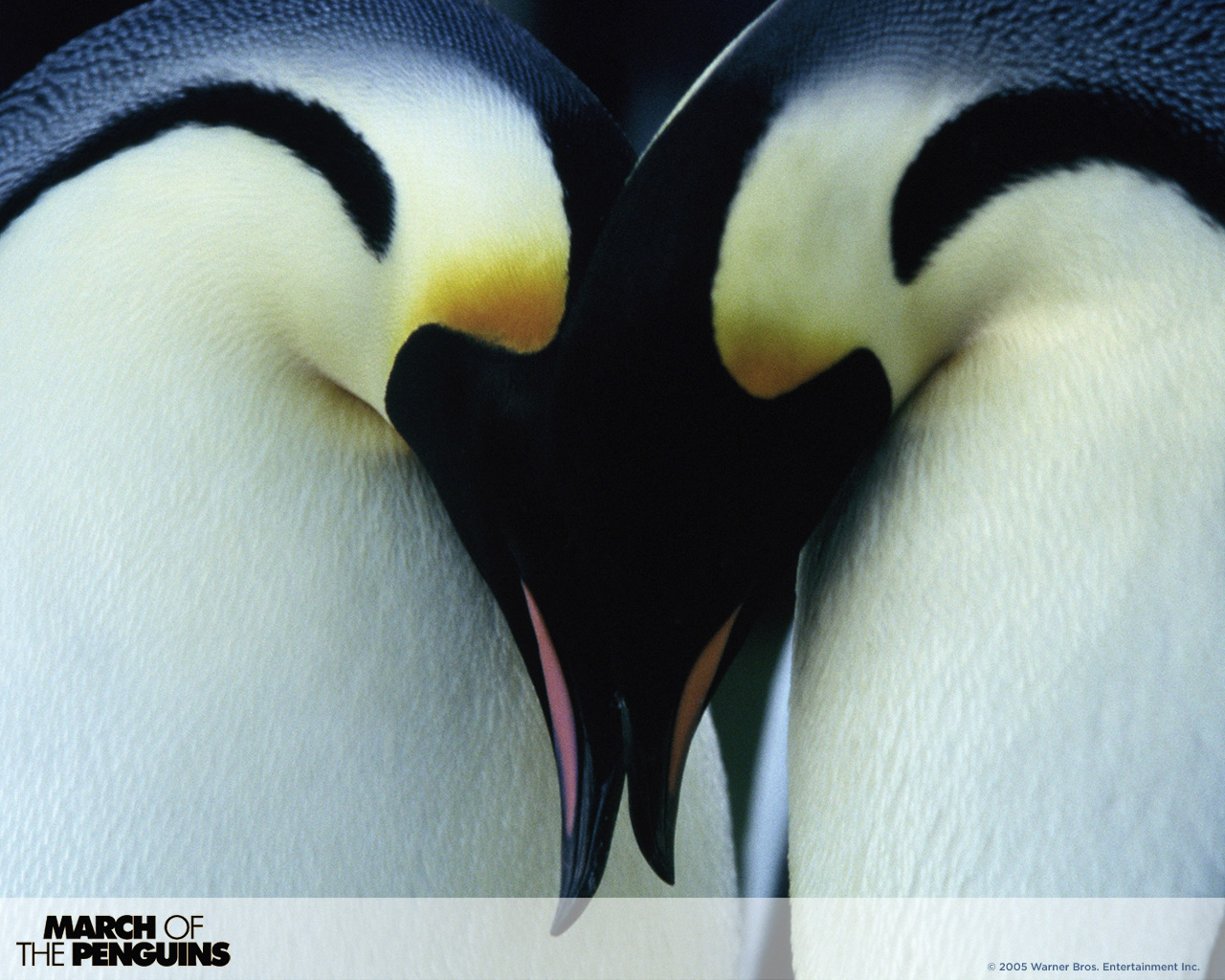 Download HQ March Of The Penguins wallpaper / Movies / 1280x1024
