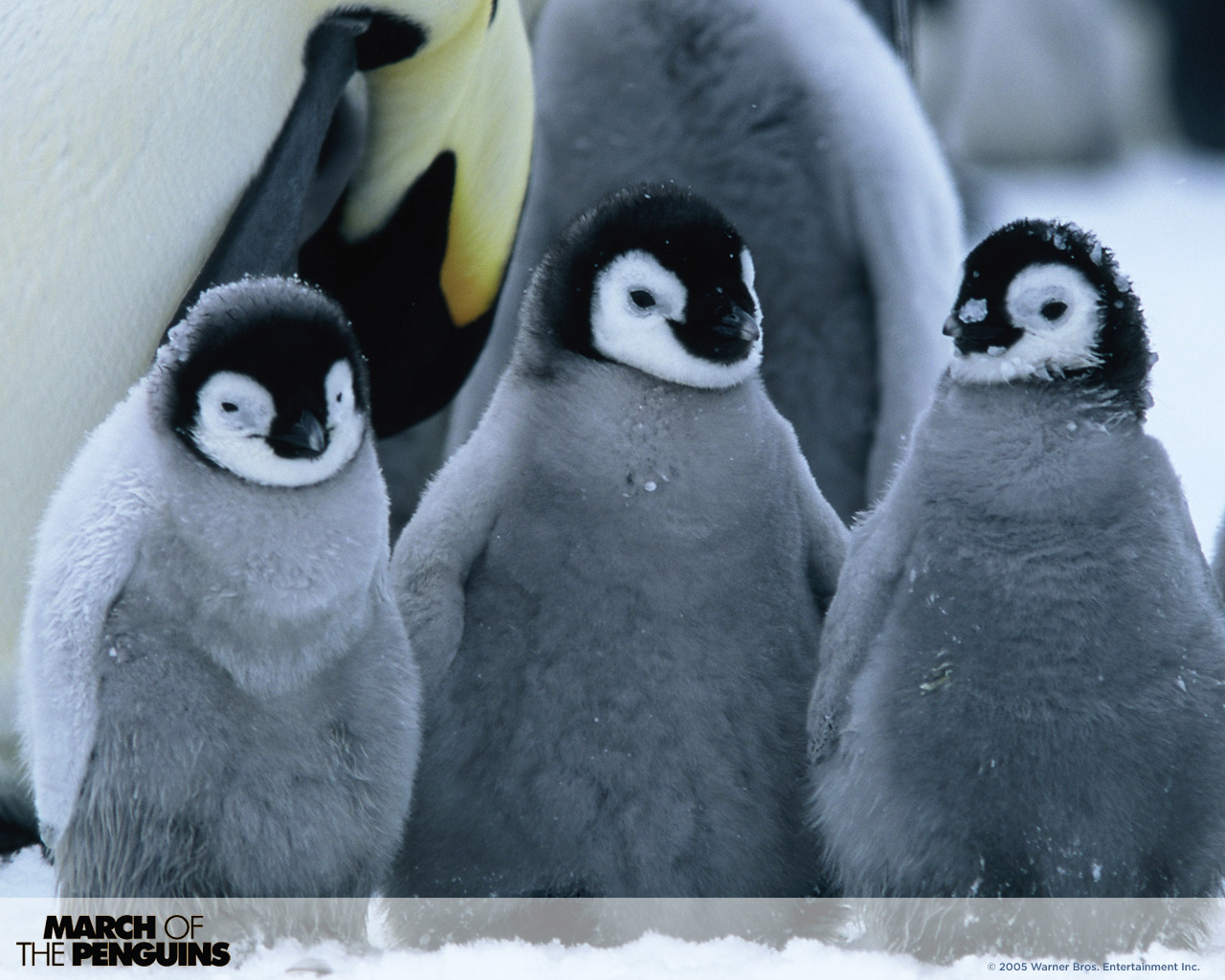 Download full size March Of The Penguins wallpaper / Movies / 1280x1024