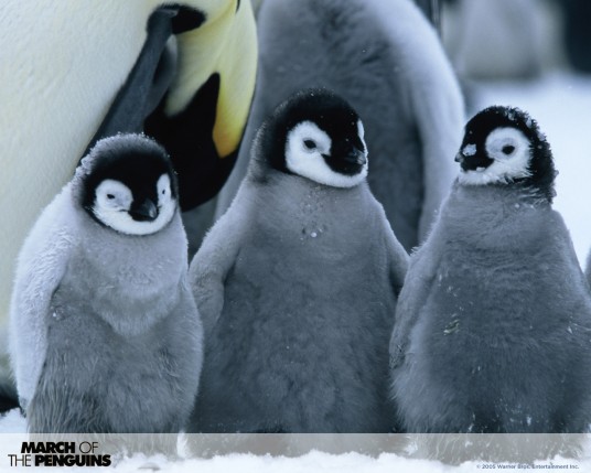 Free Send to Mobile Phone March Of The Penguins Movies wallpaper num.2