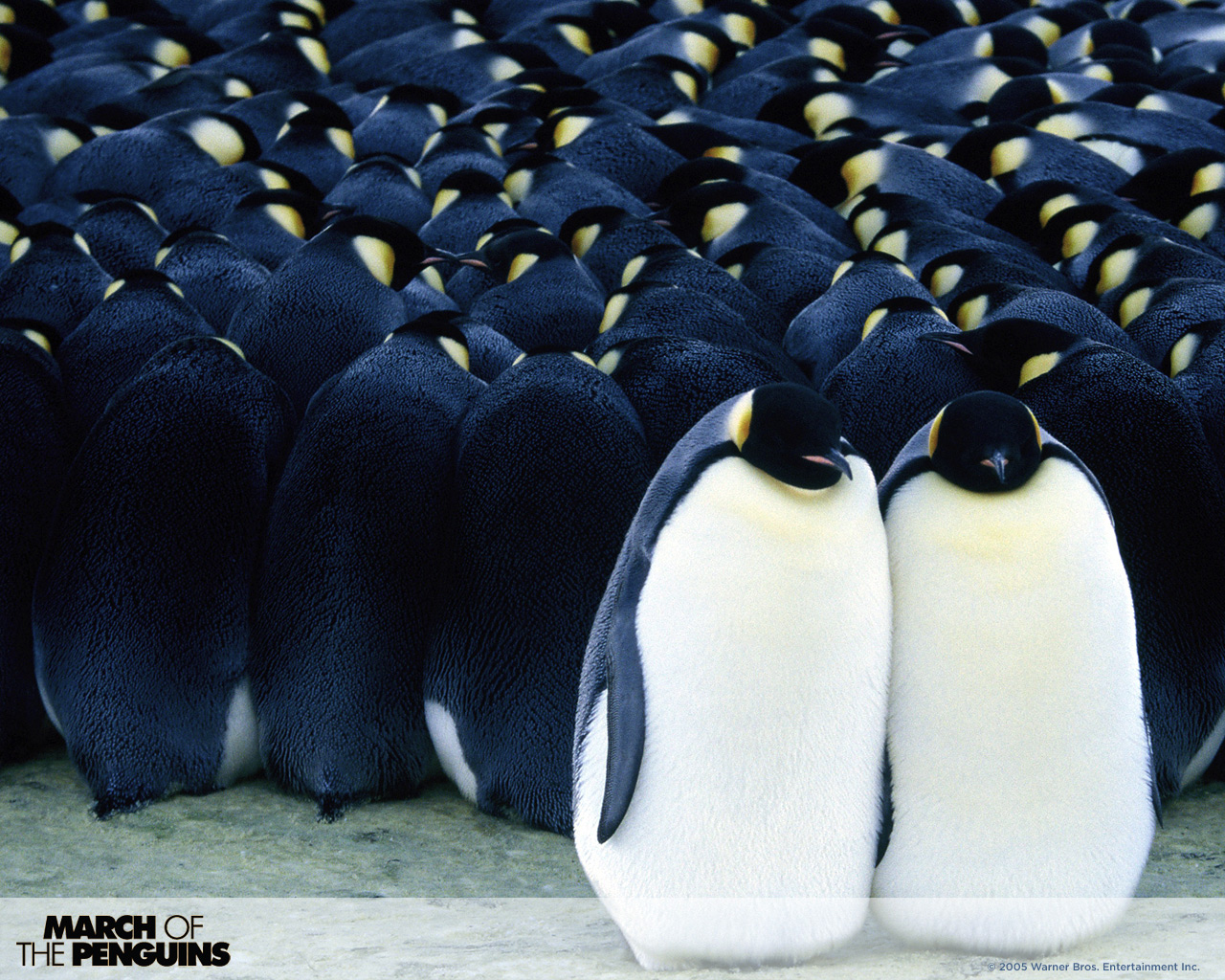 Download High quality March Of The Penguins wallpaper / Movies / 1280x1024