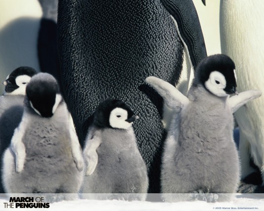 Free Send to Mobile Phone March Of The Penguins Movies wallpaper num.5