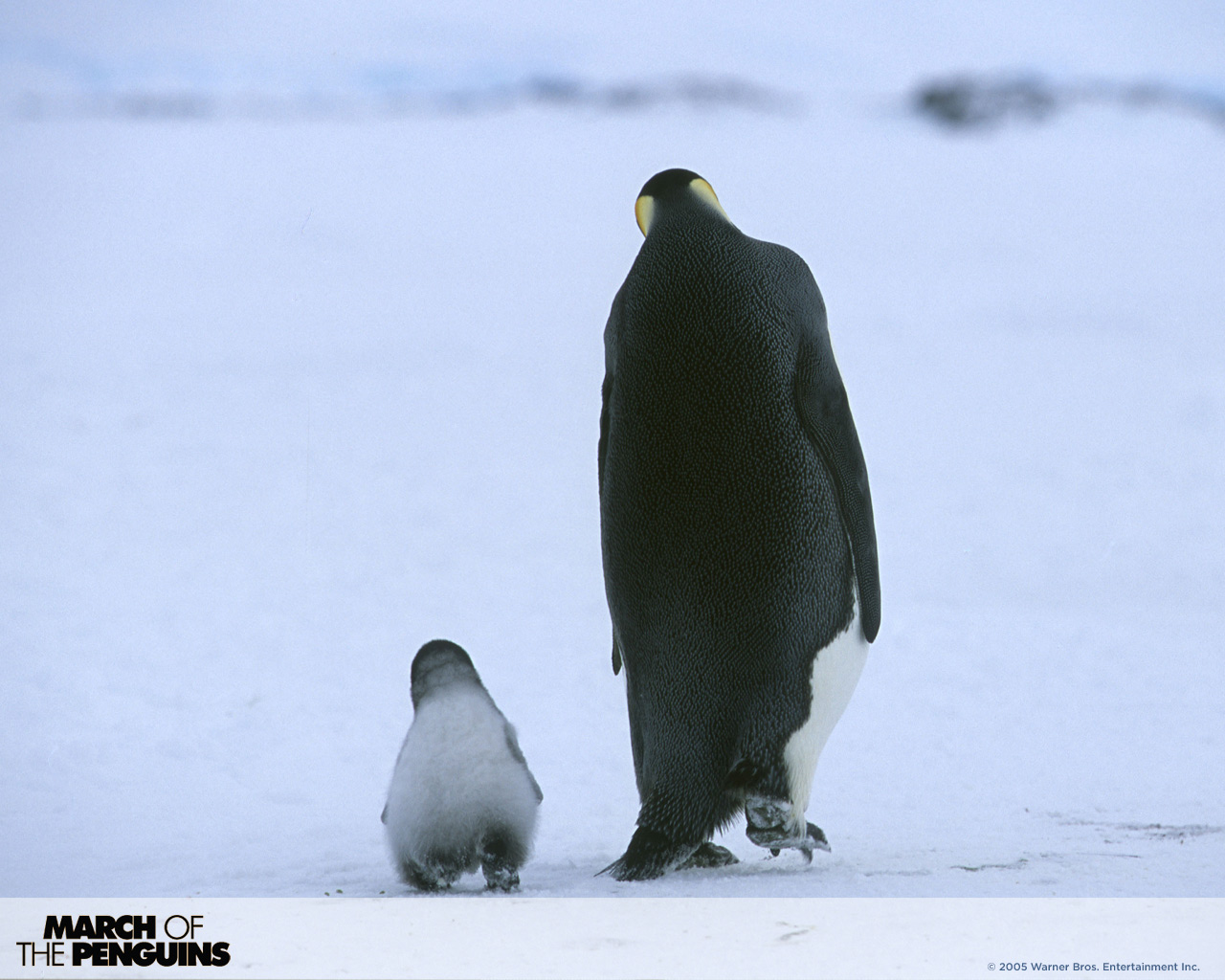 Download HQ March Of The Penguins wallpaper / Movies / 1280x1024