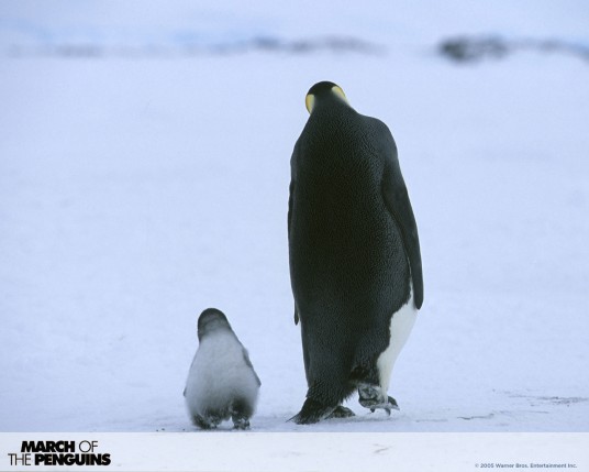 Free Send to Mobile Phone March Of The Penguins Movies wallpaper num.6