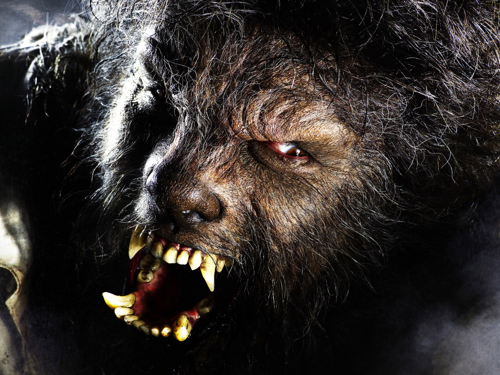 Download High quality The Wolf Man wallpaper / Movies / 1600x1200