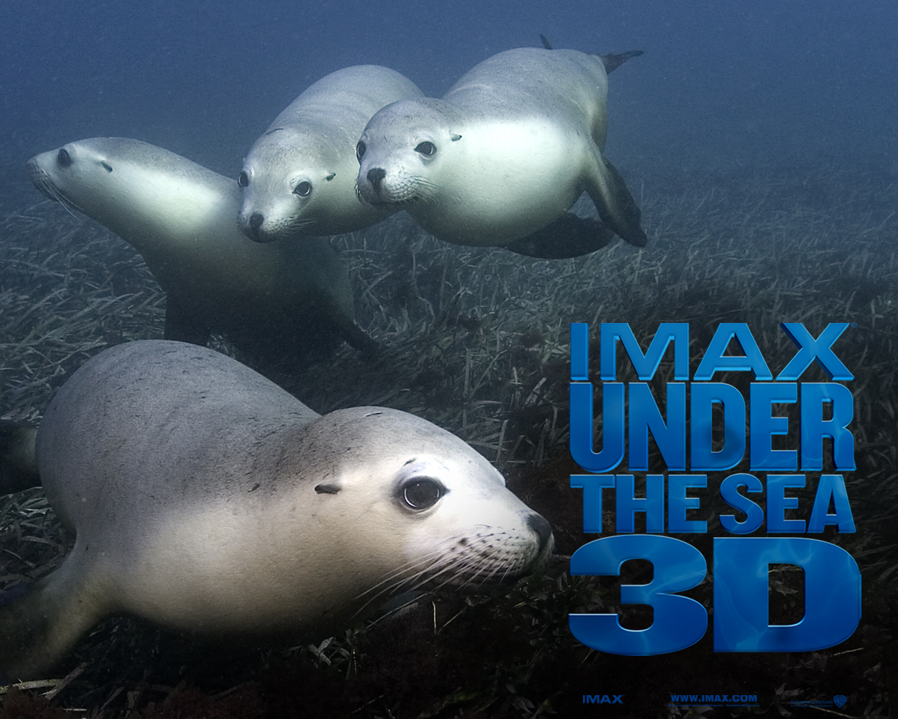 Download full size Under The Sea 3D wallpaper / Movies / 1280x1024