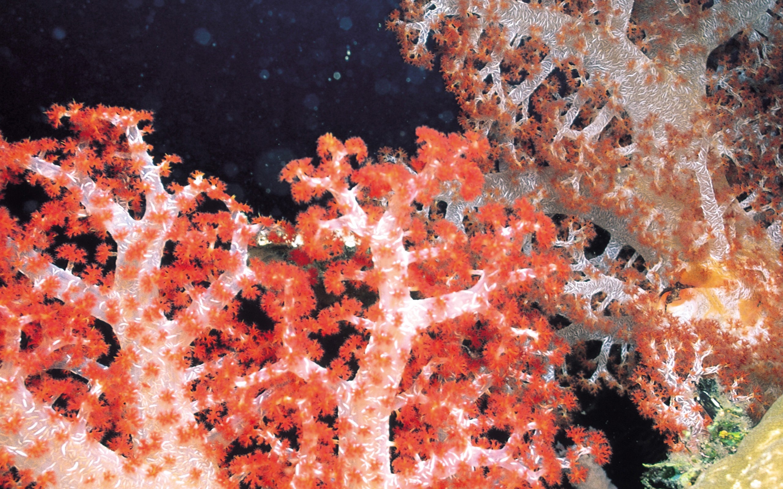 Download High quality Under sea Corals wallpaper / 2560x1600