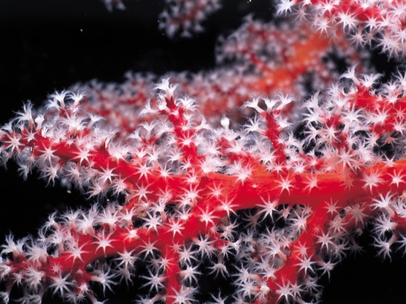 Free Send to Mobile Phone Red Corals wallpaper num.6