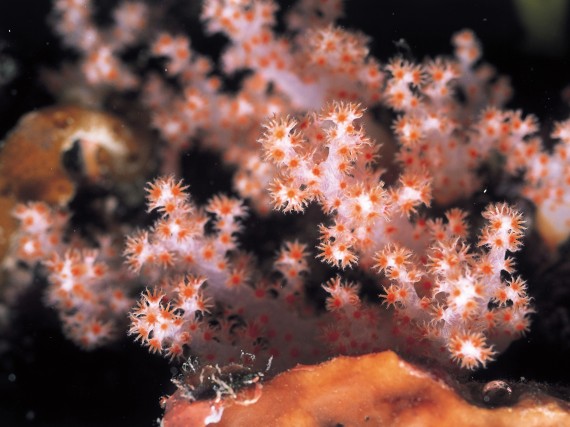 Free Send to Mobile Phone Corals Nature wallpaper num.7
