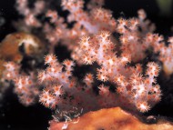Corals / Nature