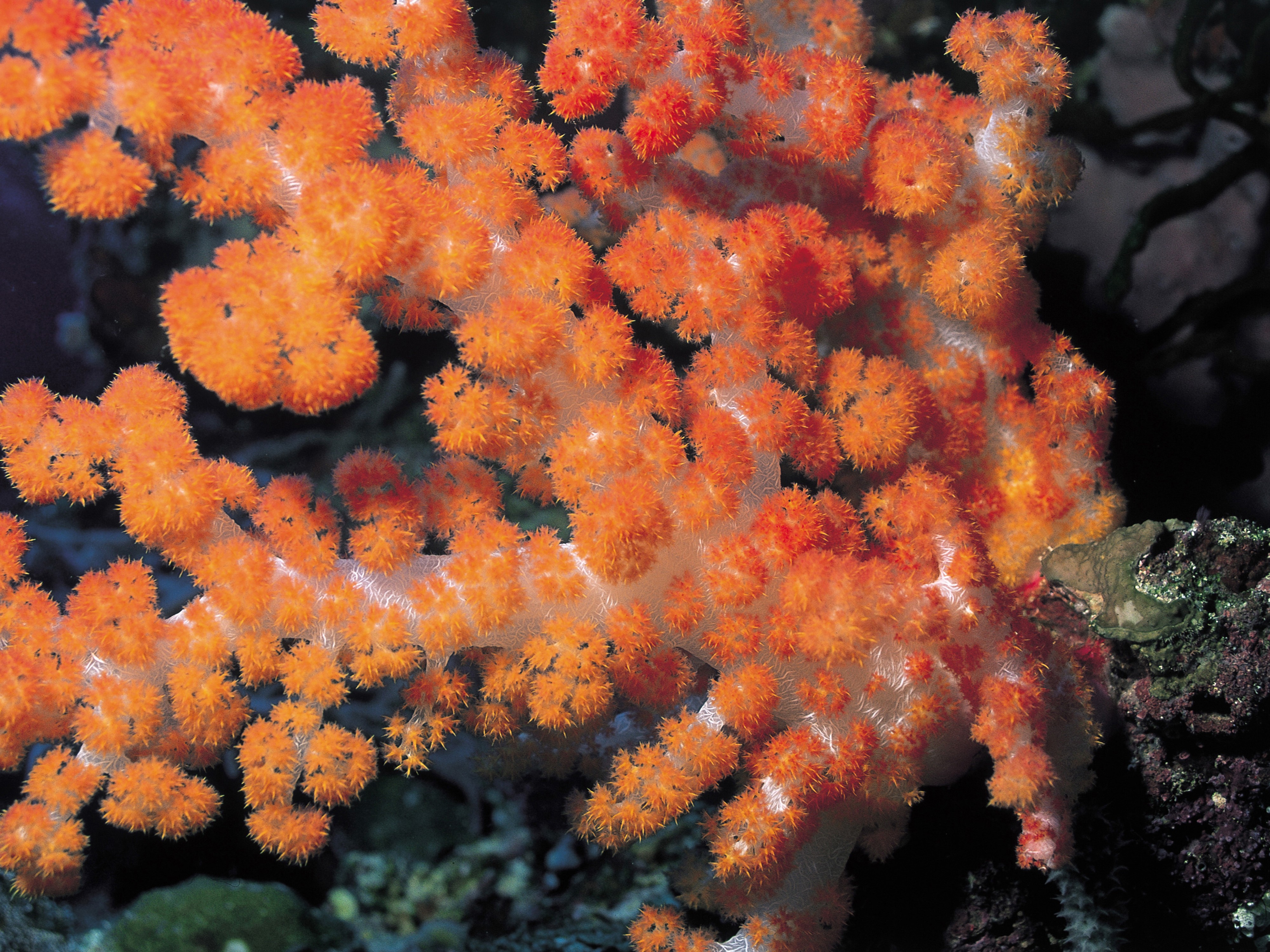 Download full size Orange Corals wallpaper / 4000x3000