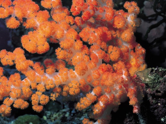 Free Send to Mobile Phone Orange Corals wallpaper num.2