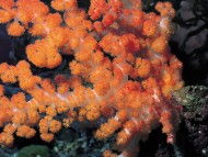 Orange / Corals