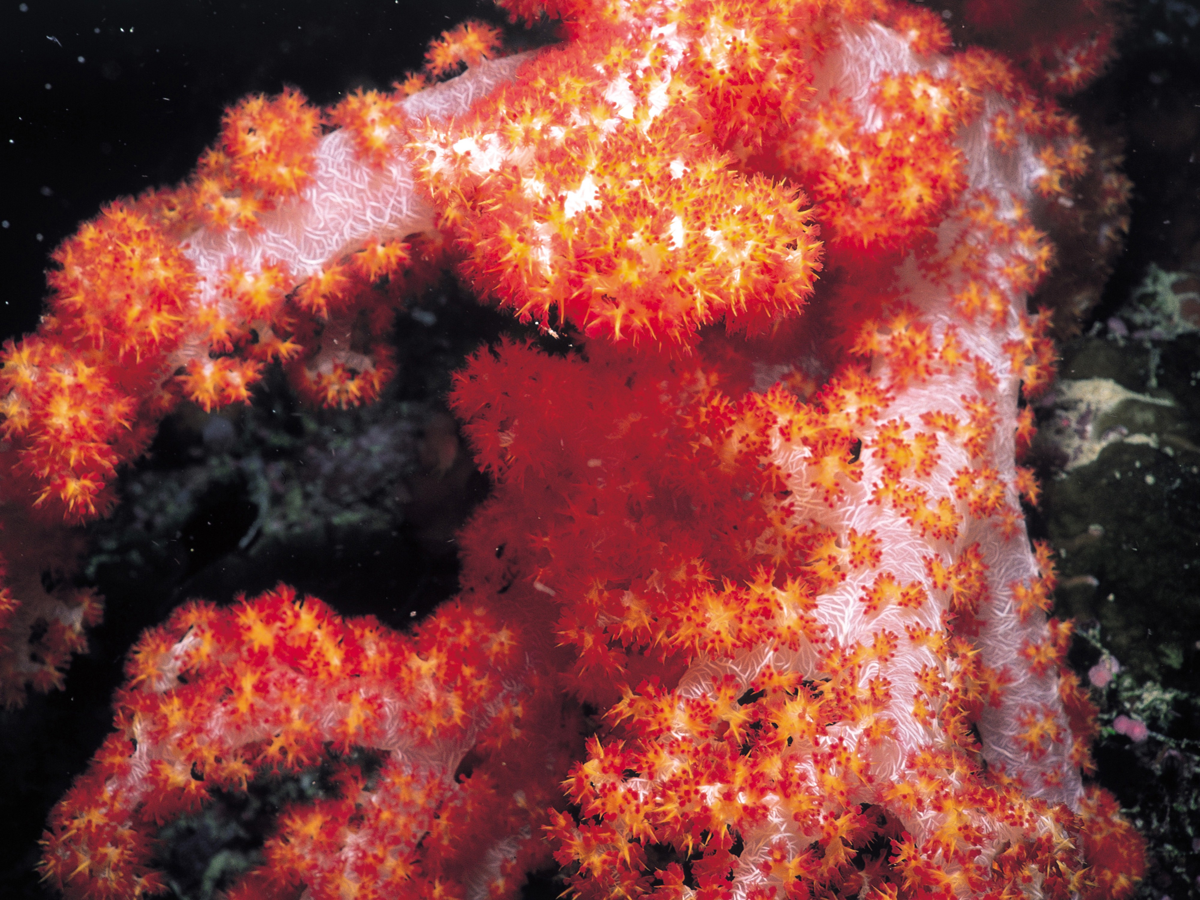 Download HQ Corals wallpaper / Nature / 4000x3000