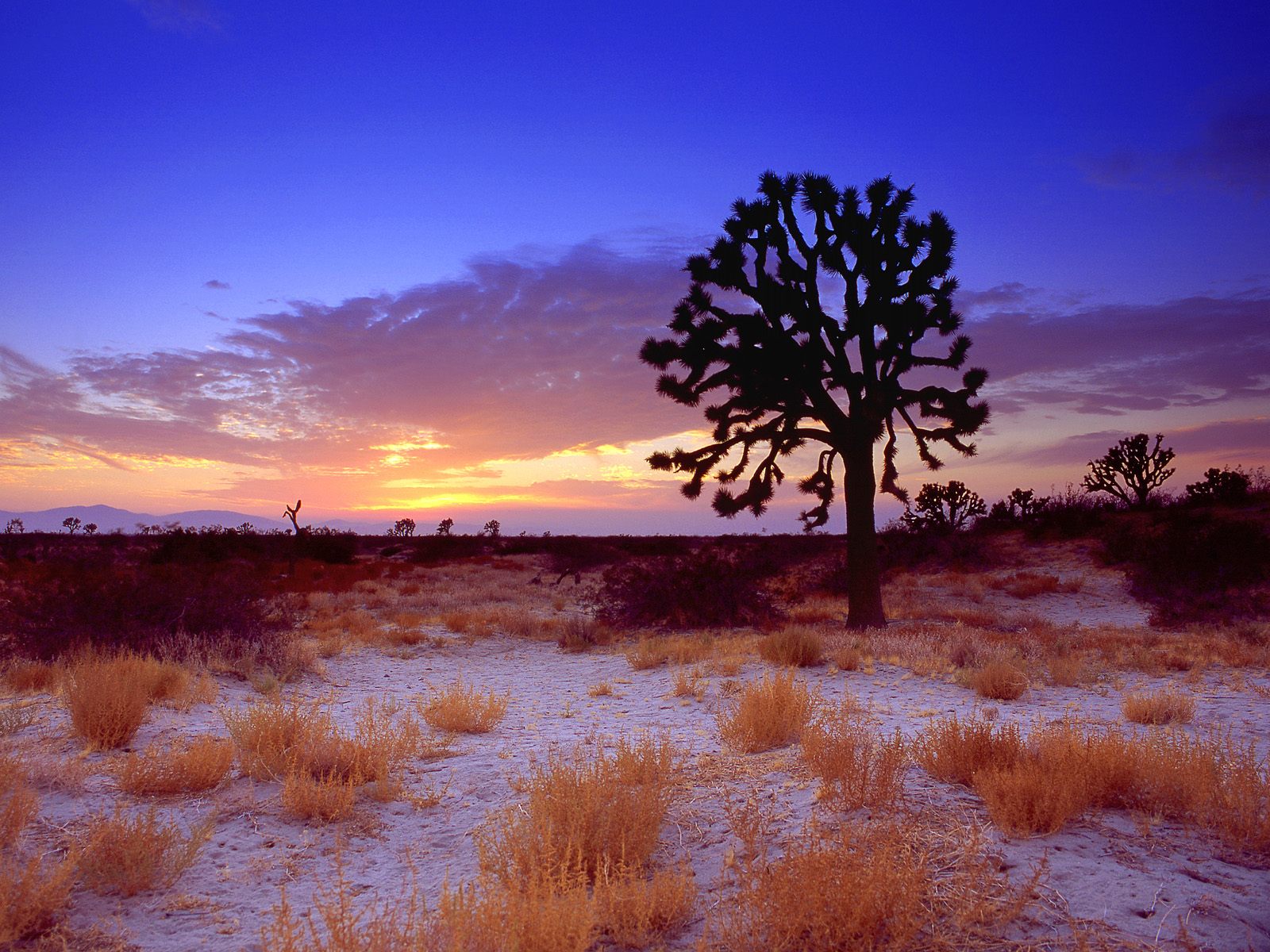 Download High quality Joshua Tree Sunset, Mojave Desert, California Deserts wallpaper / 1600x1200