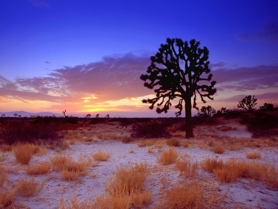 Free Send to Mobile Phone Joshua Tree Sunset, Mojave Desert, California Deserts wallpaper num.7