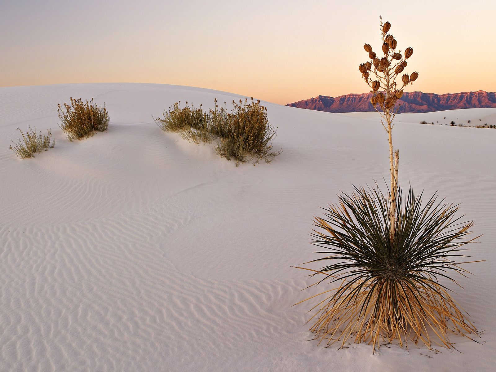 Download HQ White Sands at Sunrise, New Mexico Deserts wallpaper / 1600x1200