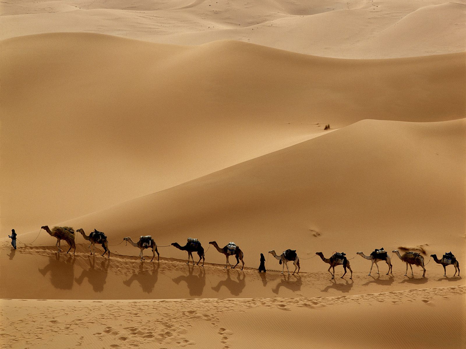 Download High quality Camel Caravan, Libya Deserts wallpaper / 1600x1200