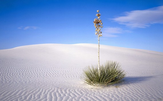 Free Send to Mobile Phone A Small Oasis Deserts wallpaper num.17