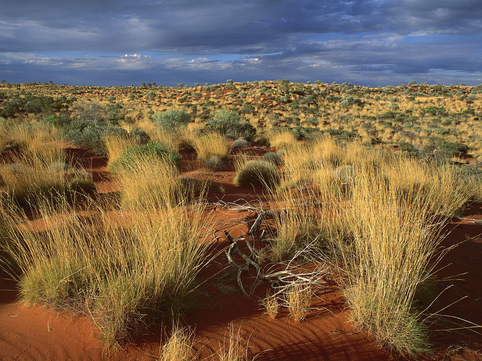 Download full size Spinifex Grass, Little Sandy Desert, Australia Deserts wallpaper / 1600x1200