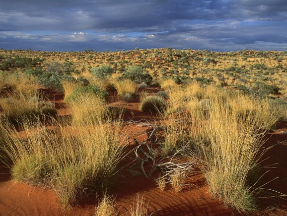 Free Send to Mobile Phone Spinifex Grass, Little Sandy Desert, Australia Deserts wallpaper num.9