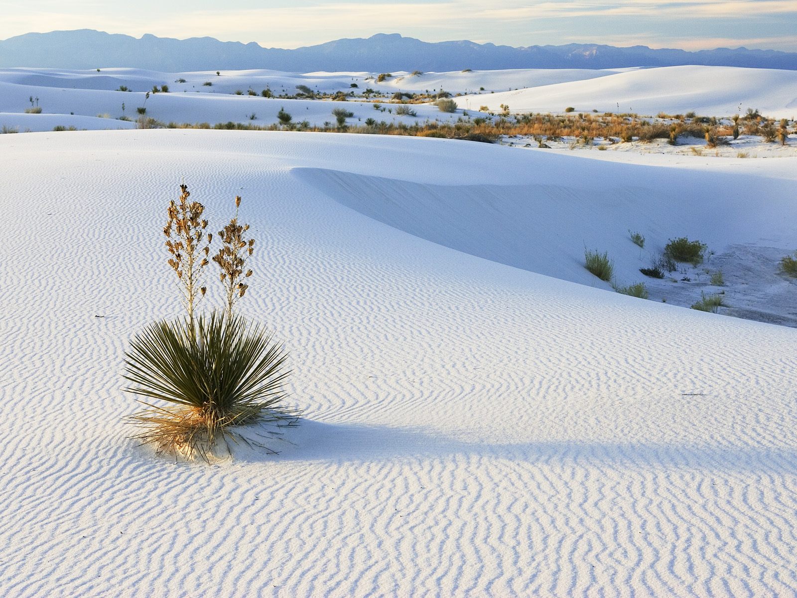 Download HQ Soaptree Yucca Growing in Gypsum Sand, White Sands National Monument, New Mexico Deserts wallpaper / 1600x1200