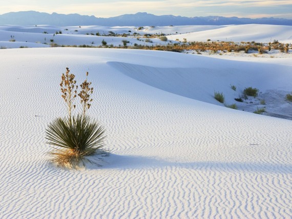 Free Send to Mobile Phone Soaptree Yucca Growing in Gypsum Sand, White Sands National Monument, New Mexico Deserts wallpaper num.10
