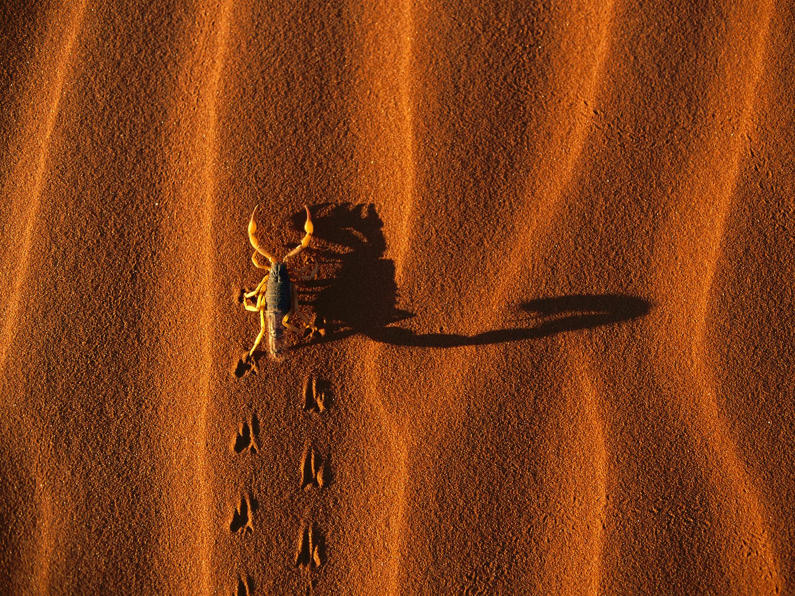 Download High quality Shadow Casting Scorpion, Namib Naukluft National Park, Namibia Deserts wallpaper / 1600x1200