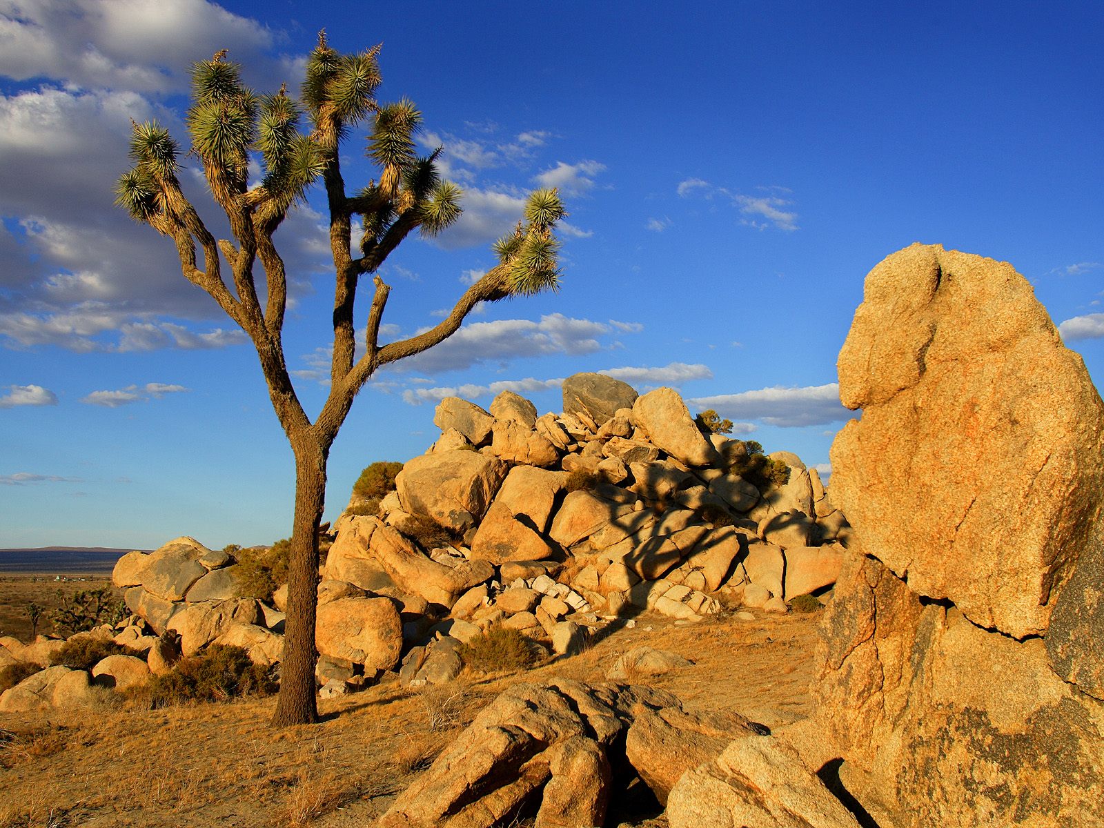 Download full size Joshua Tree, Mojave Desert, Littlerock, California Deserts wallpaper / 1600x1200