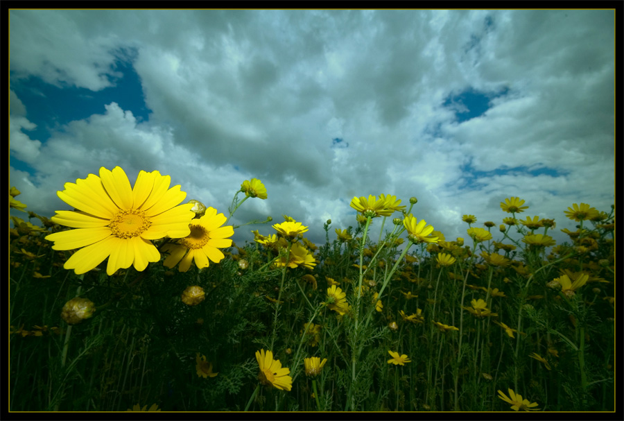 Download Flowers / Nature wallpaper / 900x607
