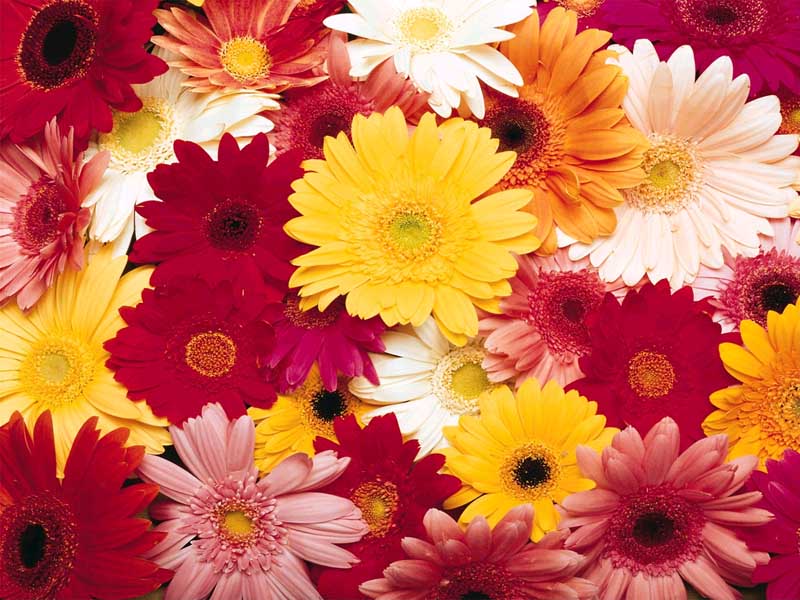 Download Flowers / Nature wallpaper / 800x600